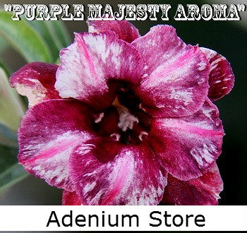 Adenium \'Double Purple Majesty Aroma\' 5 Seeds